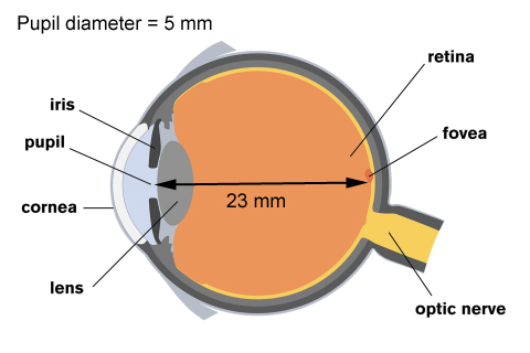 Structures_Of_The_Human_Eye
