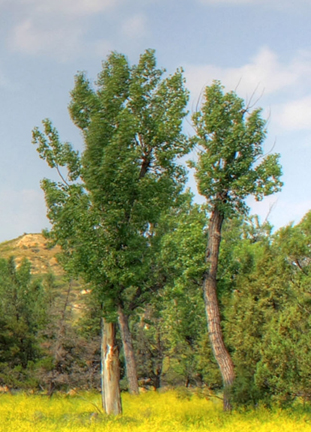 north-dakota-theodore-roosevelt-national-park-trees-in-the-distance